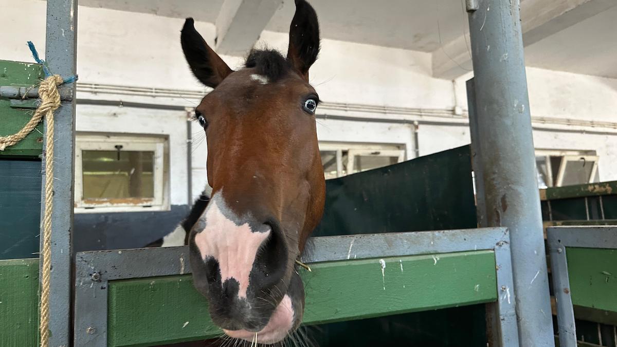 „Pe la Cai”: Am descoperit locul din Sibiu în care adulții și copiii se pot bucura de cai, fermă și jocuri în natură. Proprietar: Vrem să descopere lucrurile pe care le făceam la bunici