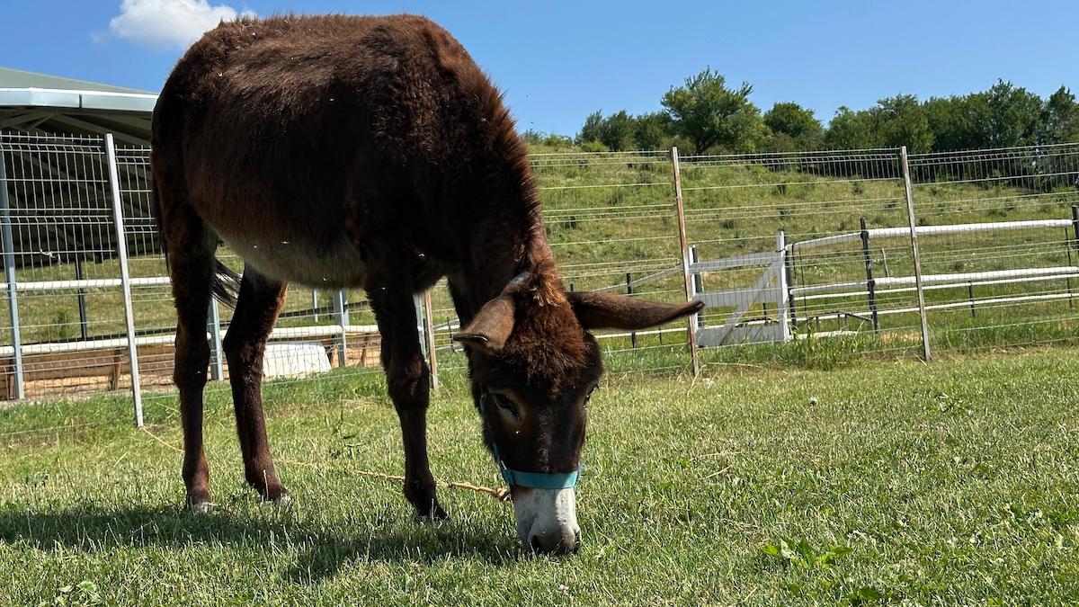 „Pe la Cai”: Am descoperit locul din Sibiu în care adulții și copiii se pot bucura de cai, fermă și jocuri în natură. Proprietar: Vrem să descopere lucrurile pe care le făceam la bunici