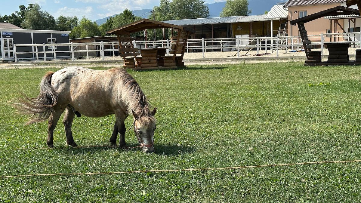 „Pe la Cai”: Am descoperit locul din Sibiu în care adulții și copiii se pot bucura de cai, fermă și jocuri în natură. Proprietar: Vrem să descopere lucrurile pe care le făceam la bunici