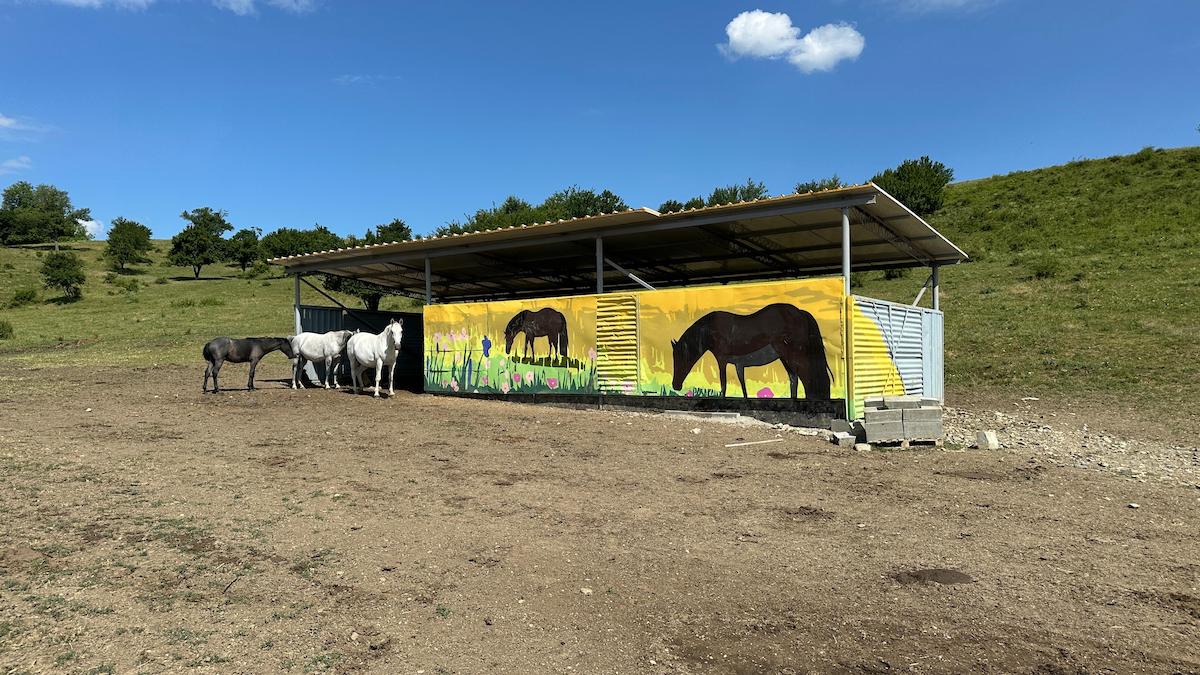 „Pe la Cai”: Am descoperit locul din Sibiu în care adulții și copiii se pot bucura de cai, fermă și jocuri în natură. Proprietar: Vrem să descopere lucrurile pe care le făceam la bunici