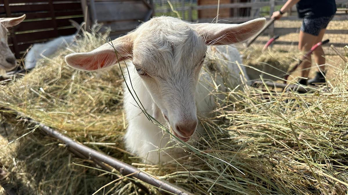„Pe la Cai”: Am descoperit locul din Sibiu în care adulții și copiii se pot bucura de cai, fermă și jocuri în natură. Proprietar: Vrem să descopere lucrurile pe care le făceam la bunici