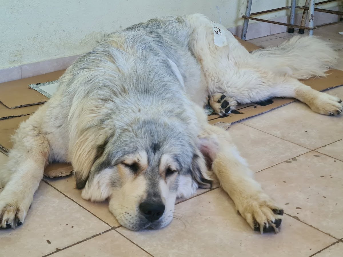 360 de animale sterilizate gratuit de Animal Life, la Rășinari: „De la o campanie la alta, vedem tot mai mulți oameni deschiși și implicați”