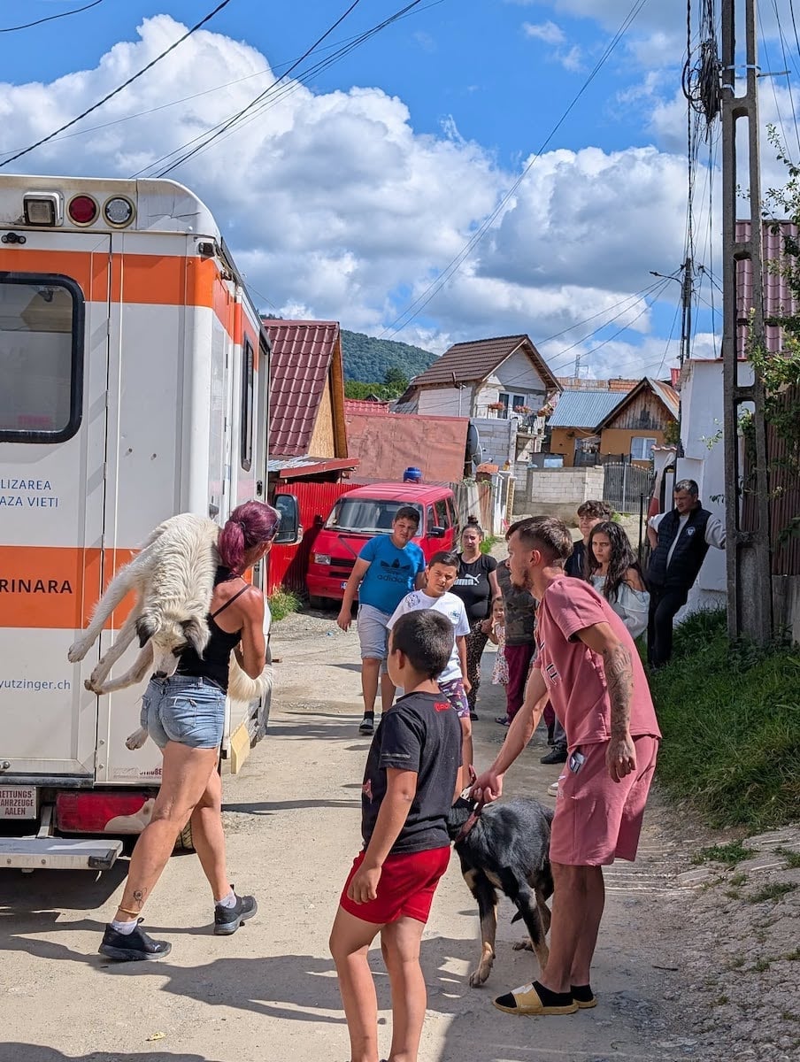 360 de animale sterilizate gratuit de Animal Life, la Rășinari: „De la o campanie la alta, vedem tot mai mulți oameni deschiși și implicați”