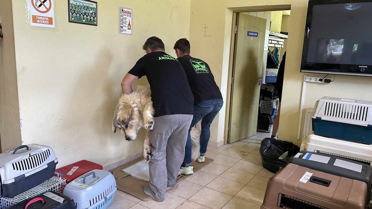 360 de animale sterilizate gratuit de Animal Life, la Rășinari: „De la o campanie la alta, vedem tot mai mulți oameni deschiși și implicați”