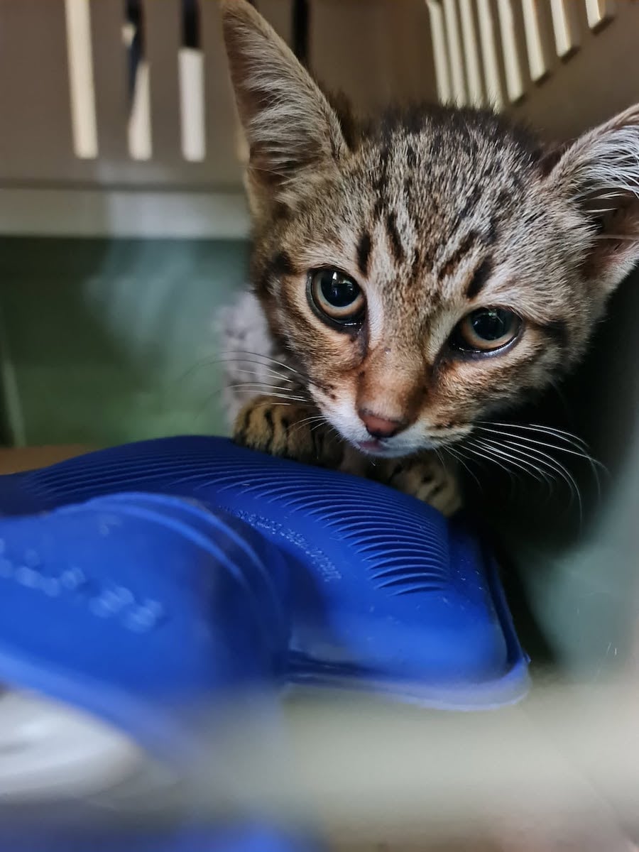 360 de animale sterilizate gratuit de Animal Life, la Rășinari: „De la o campanie la alta, vedem tot mai mulți oameni deschiși și implicați”