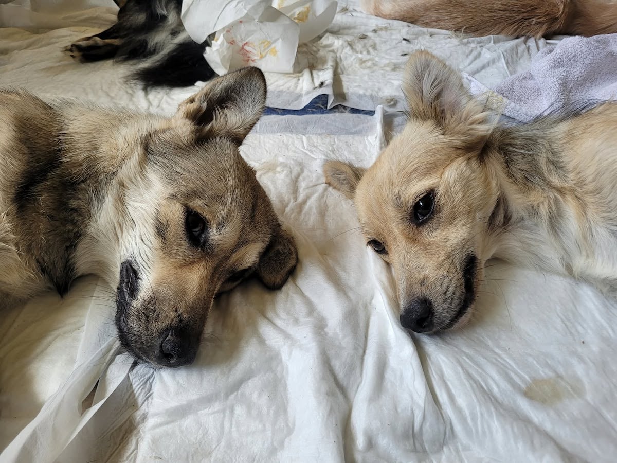 360 de animale sterilizate gratuit de Animal Life, la Rășinari: „De la o campanie la alta, vedem tot mai mulți oameni deschiși și implicați”