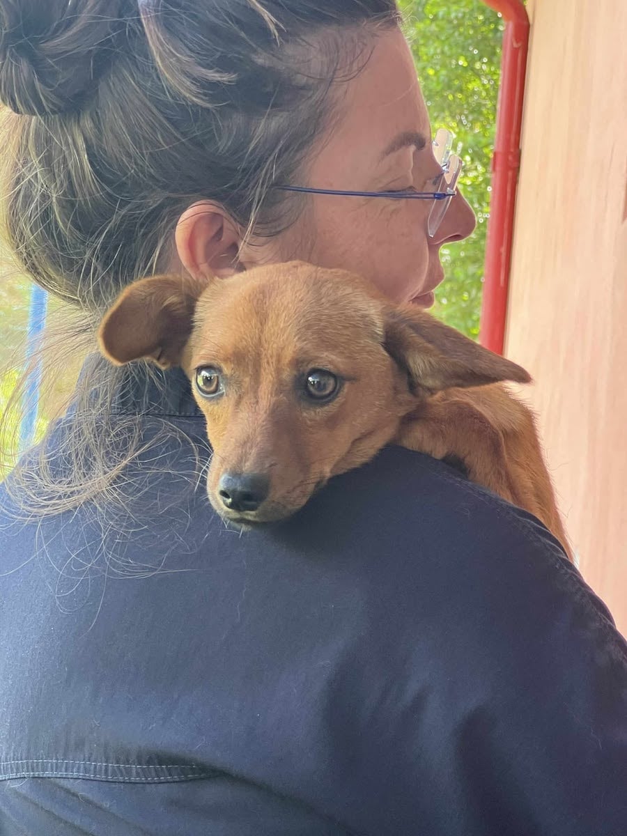 360 de animale sterilizate gratuit de Animal Life, la Rășinari: „De la o campanie la alta, vedem tot mai mulți oameni deschiși și implicați”