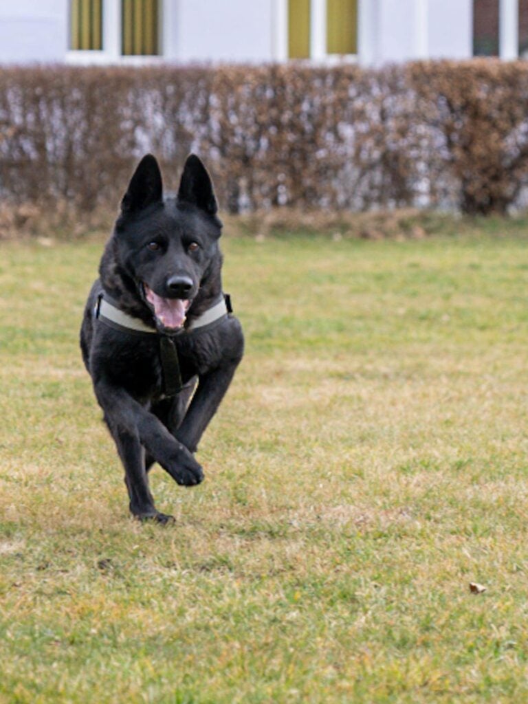 centrul-chinologic-caini-covid-coronavirus-3-4l4n