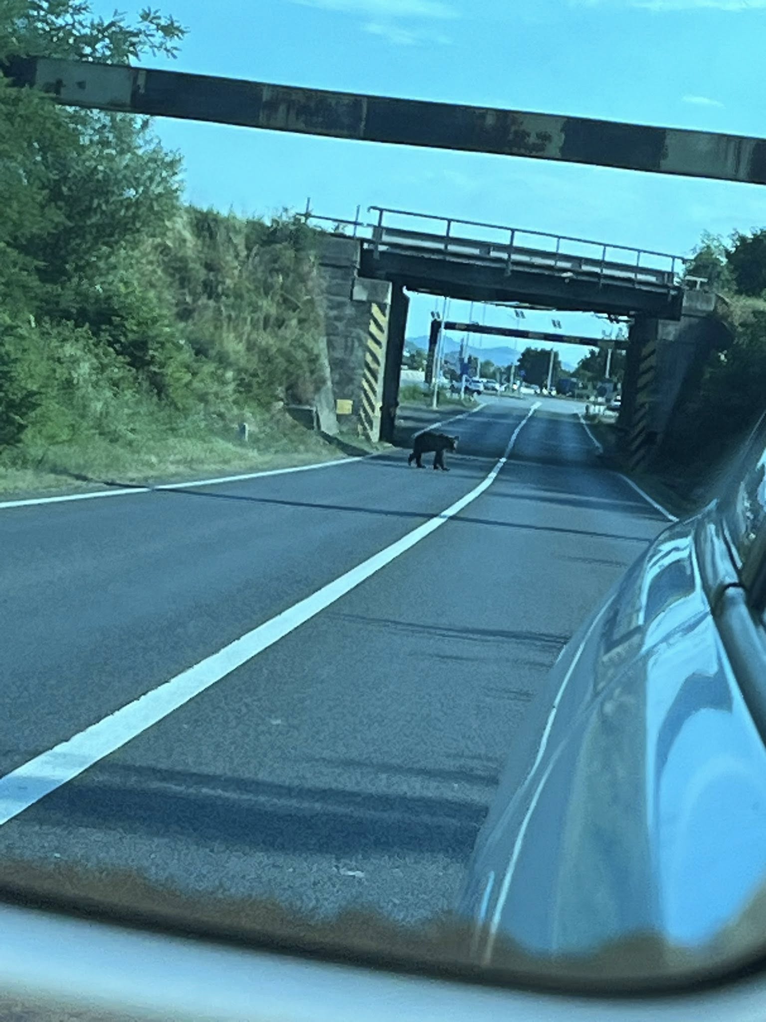 Foto / Video - O familie din Sibiu a întâlnit opt urși pe Transfăgărășan în doar câțiva kilometri: „Unii sunt foarte mari”. Turiștii străini plătesc până la 180 de euro agențiilor pentru excursii ca să-i vadă