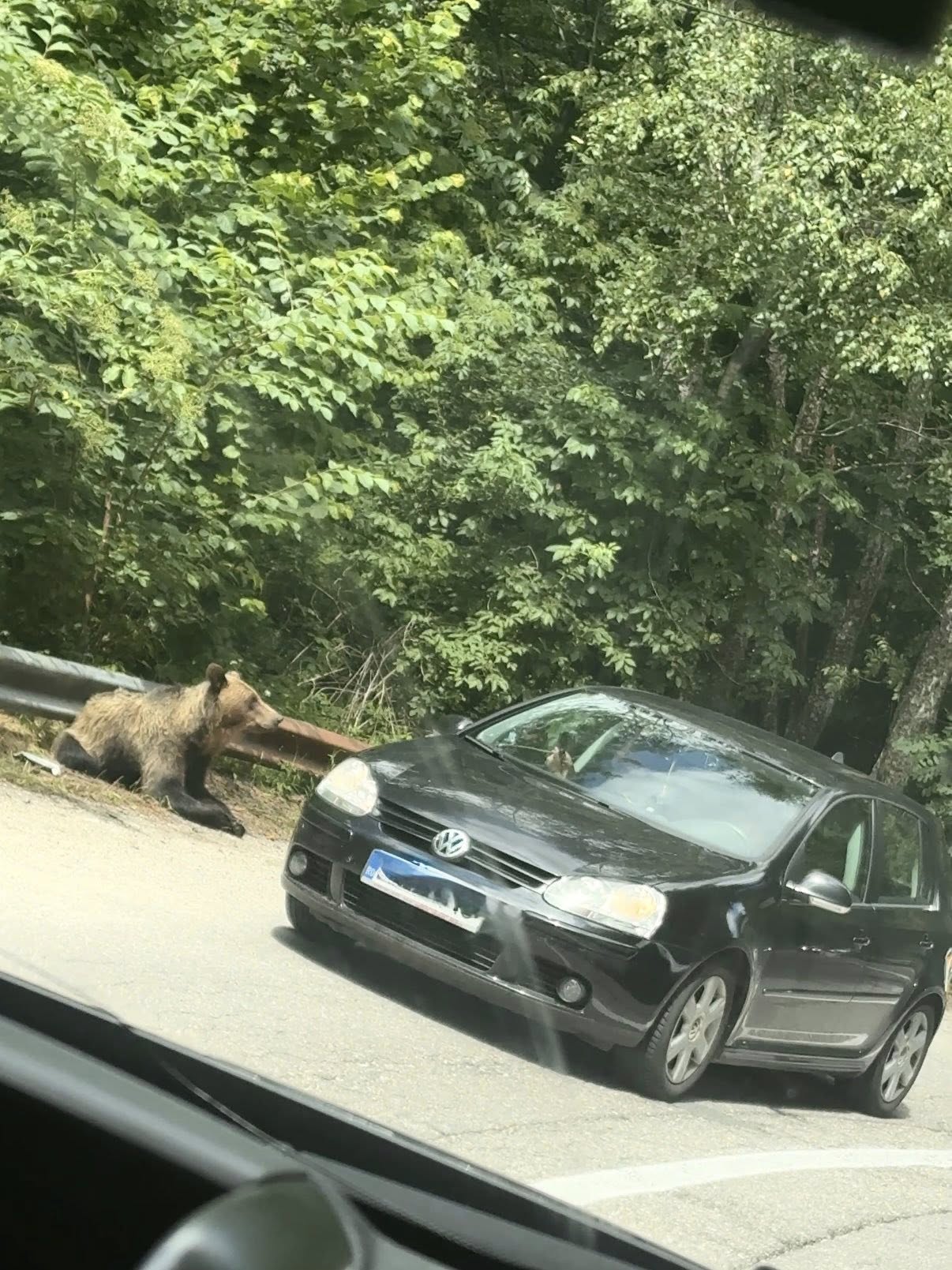 Într-o singură zi: 16 urși văzuți de un turist pe marginea drumului, pe Transfăgărășan. Așteptau să fie hrăniți