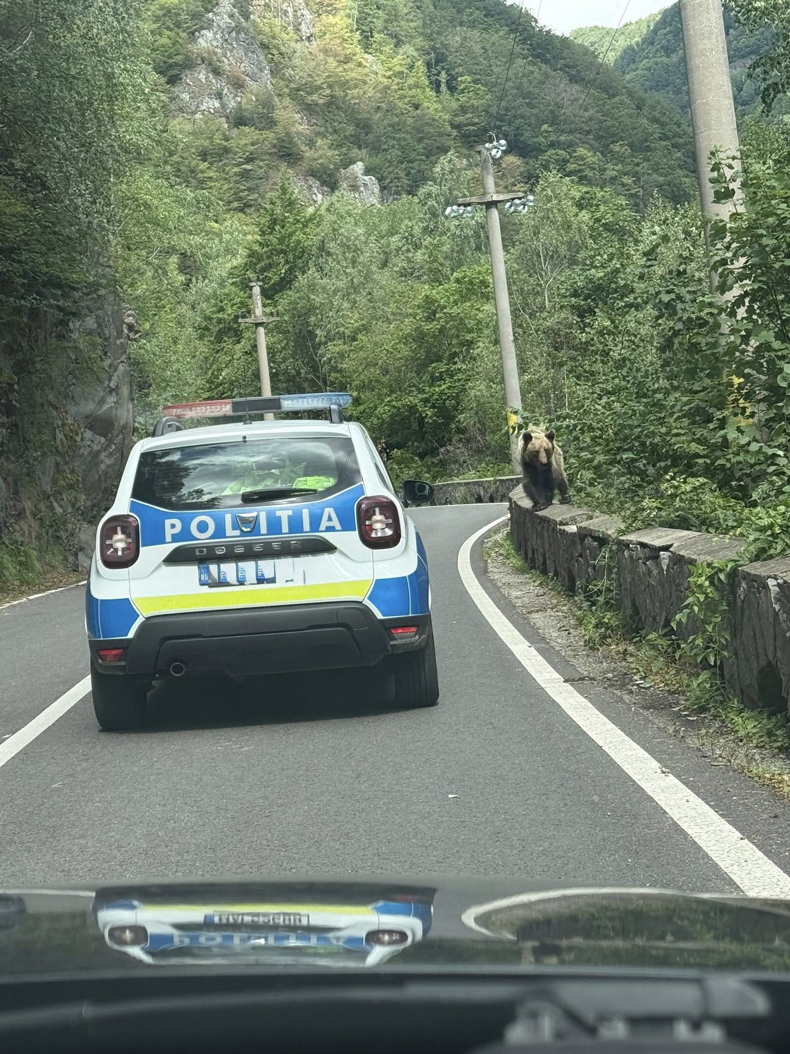 Într-o singură zi: 16 urși văzuți de un turist pe marginea drumului, pe Transfăgărășan. Așteptau să fie hrăniți