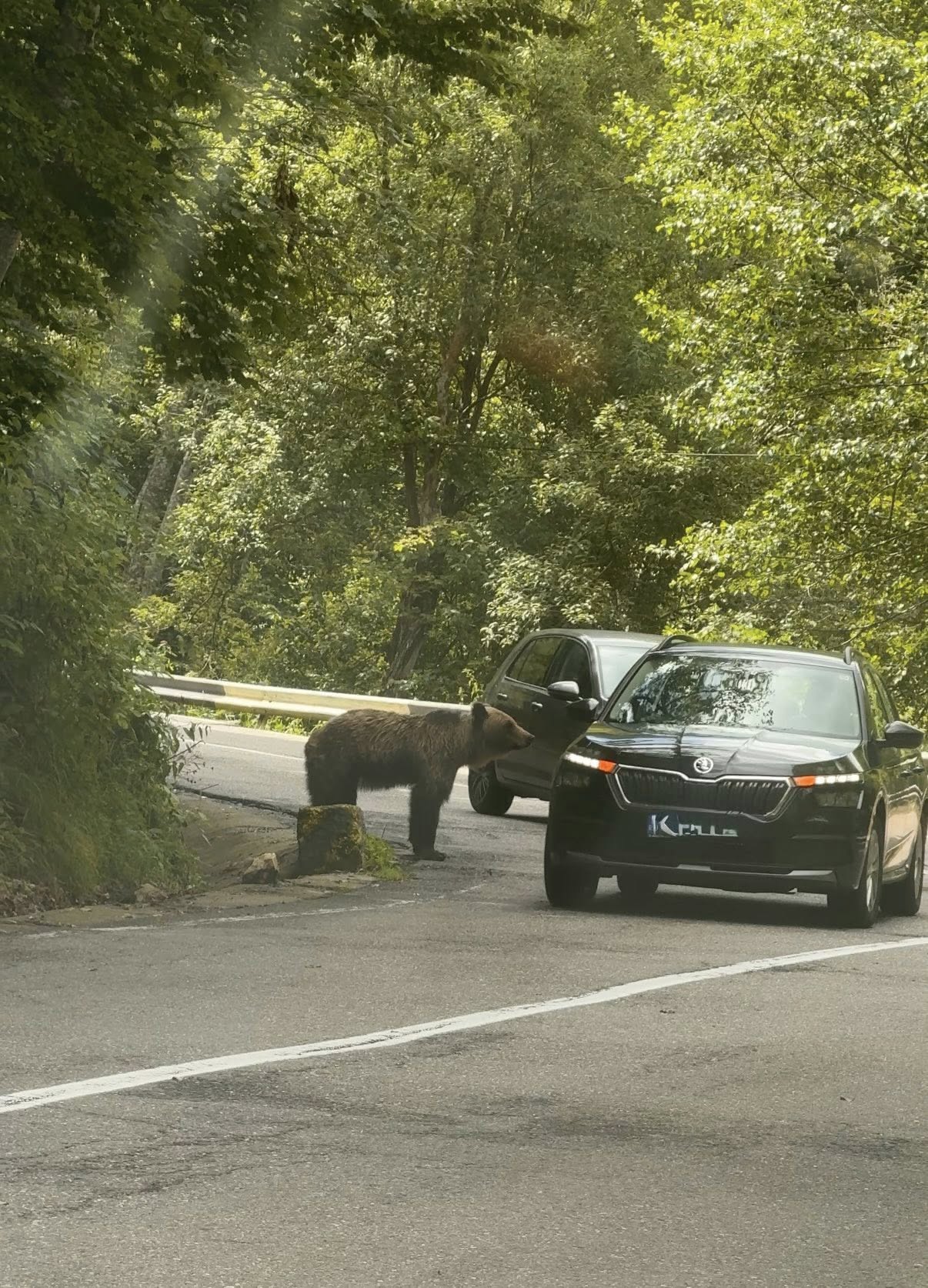Într-o singură zi: 16 urși văzuți de un turist pe marginea drumului, pe Transfăgărășan. Așteptau să fie hrăniți