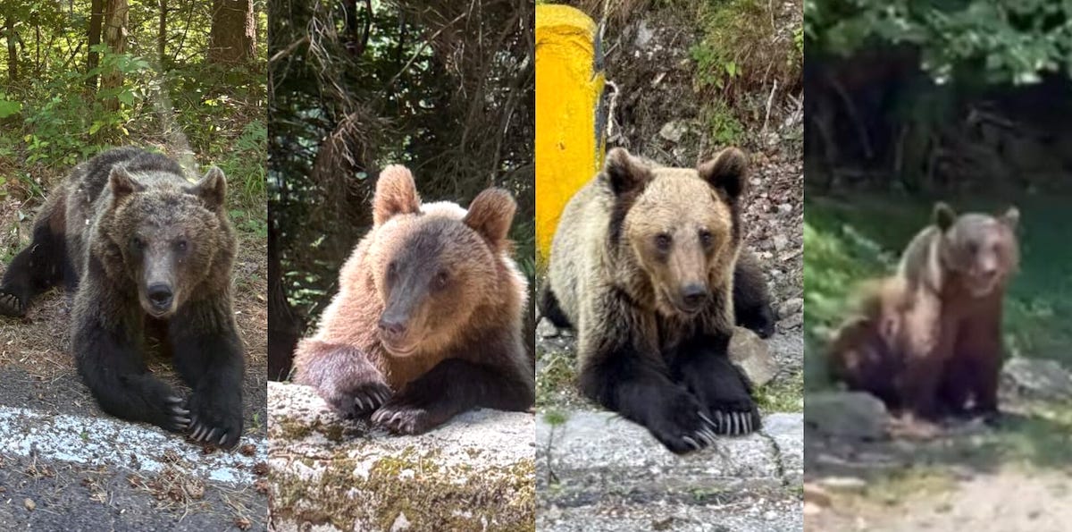 Într-o singură zi: 16 urși văzuți de un turist pe marginea drumului, pe Transfăgărășan. Așteptau să fie hrăniți