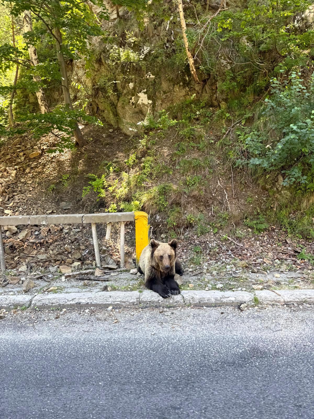 Foto / Video - O familie din Sibiu a întâlnit opt urși pe Transfăgărășan în doar câțiva kilometri: „Unii sunt foarte mari”. Turiștii străini plătesc până la 180 de euro agențiilor pentru excursii ca să-i vadă