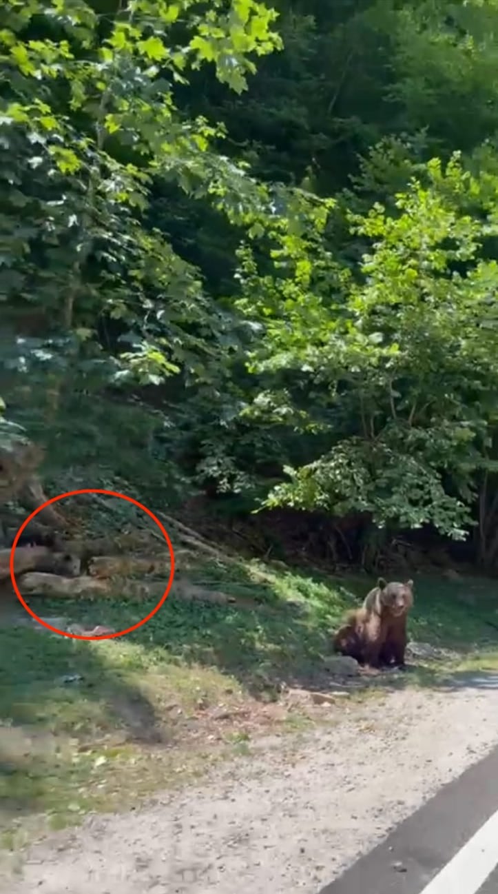 Foto / Video - O familie din Sibiu a întâlnit opt urși pe Transfăgărășan în doar câțiva kilometri: „Unii sunt foarte mari”. Turiștii străini plătesc până la 180 de euro agențiilor pentru excursii ca să-i vadă