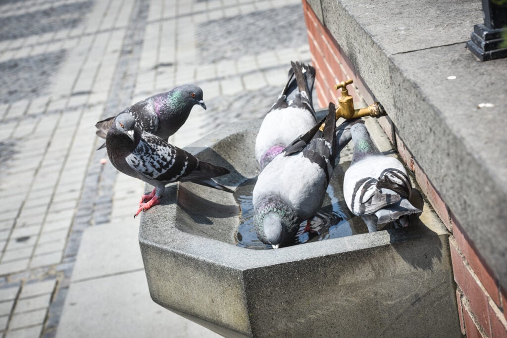 vara-canicula-porumbei-6-13rb