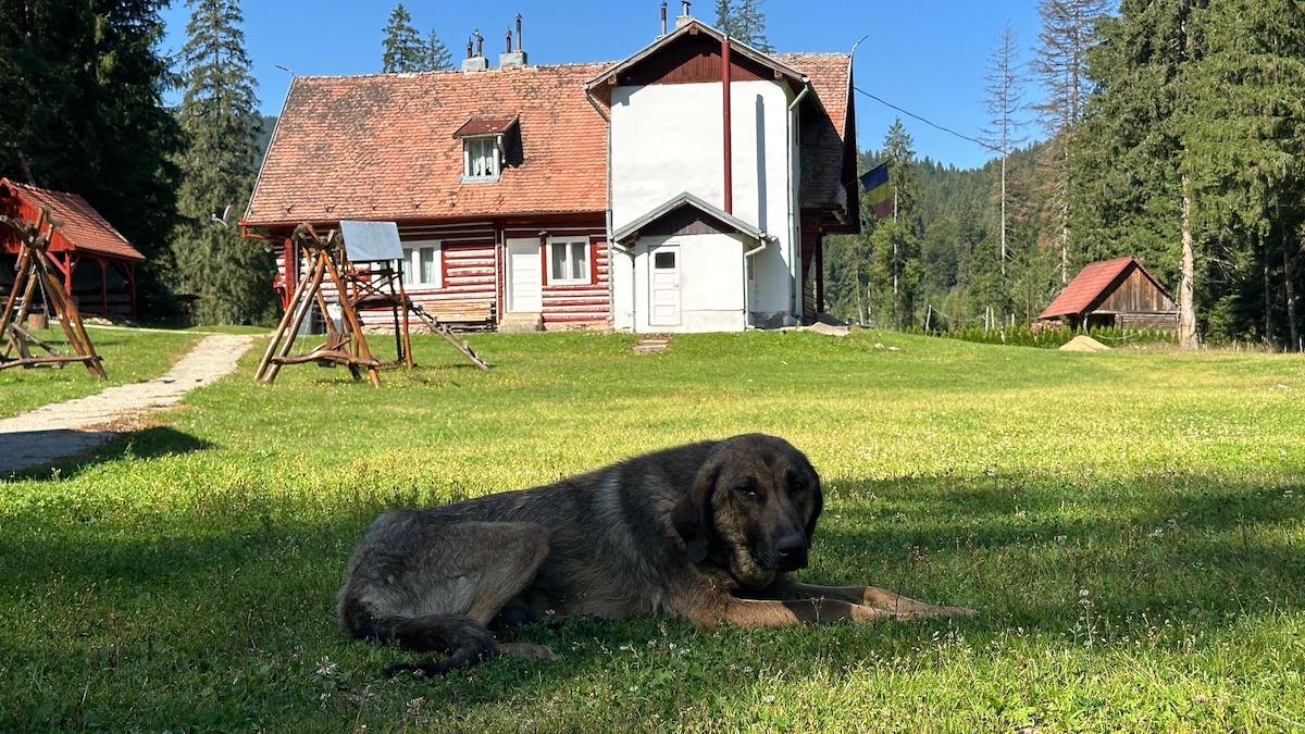 VIDEO / Cabana Crăciuneasa din Mărginimea Sibiului te întâmpină cu Roni, băiatul din Bangladesh. „Am învățat româna cu ajutorul telefonului și al oamenilor care vin la cabană”
