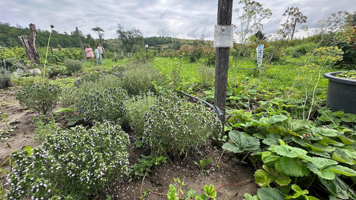 „Grădina cu de toate”, gospodăria în care poarta este deschisă tot timpul, chiar dacă proprietarii nu sunt acasă. „Dacă ei au încredere să cumpere de la noi, să avem și noi încredere că fac ceea ce trebuie să facă”