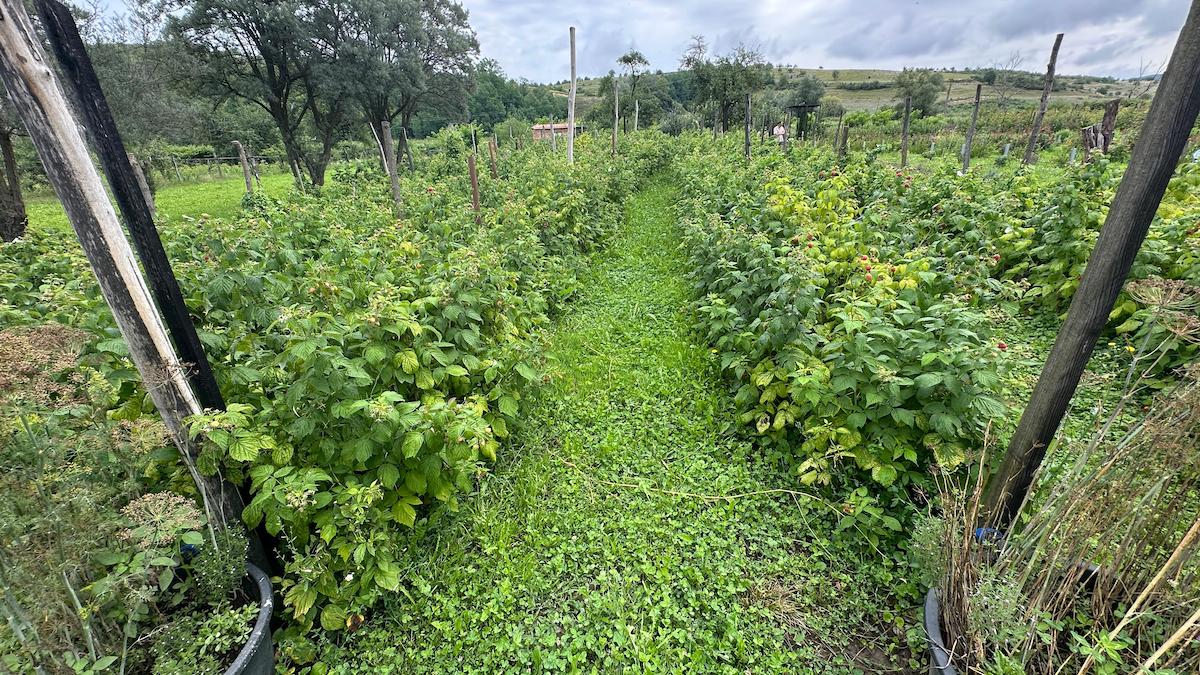 „Grădina cu de toate”, gospodăria în care poarta este deschisă tot timpul, chiar dacă proprietarii nu sunt acasă. „Dacă ei au încredere să cumpere de la noi, să avem și noi încredere că fac ceea ce trebuie să facă”