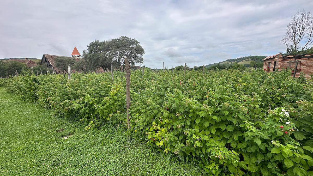 „Grădina cu de toate”, gospodăria în care poarta este deschisă tot timpul, chiar dacă proprietarii nu sunt acasă. „Dacă ei au încredere să cumpere de la noi, să avem și noi încredere că fac ceea ce trebuie să facă”