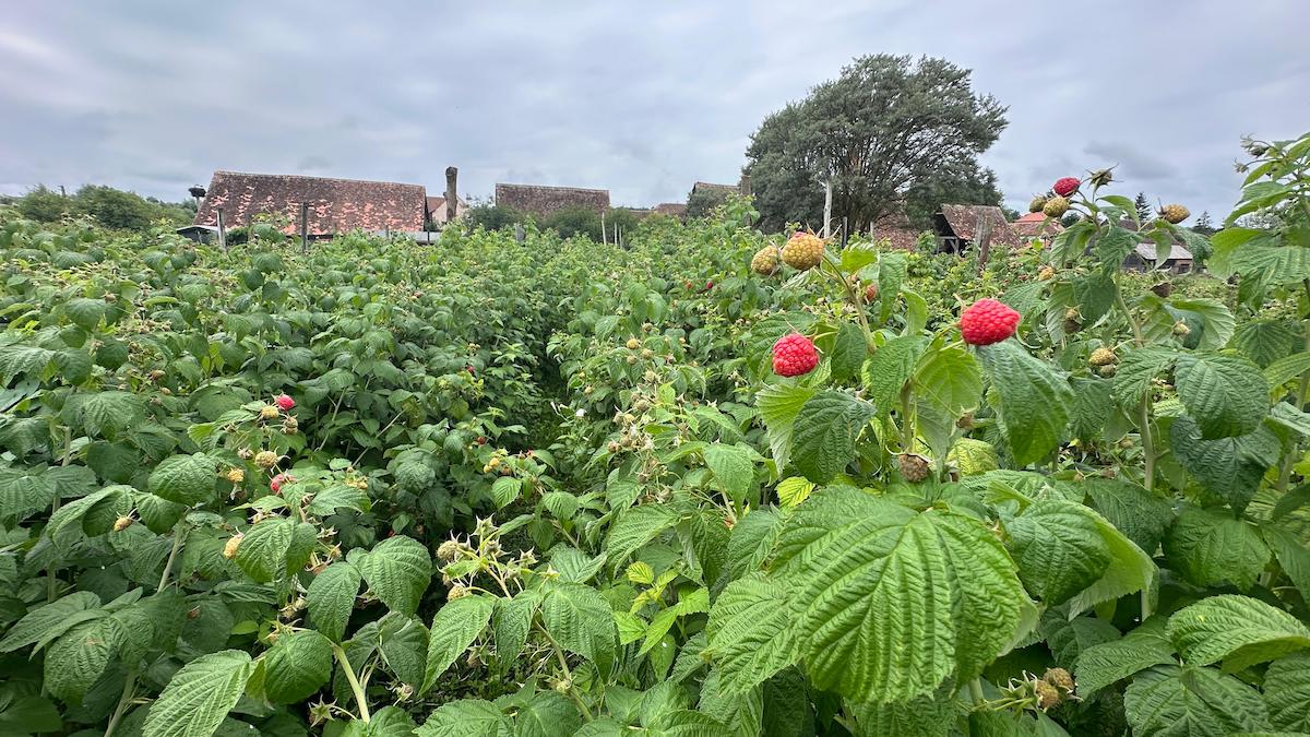 „Grădina cu de toate”, gospodăria în care poarta este deschisă tot timpul, chiar dacă proprietarii nu sunt acasă. „Dacă ei au încredere să cumpere de la noi, să avem și noi încredere că fac ceea ce trebuie să facă”