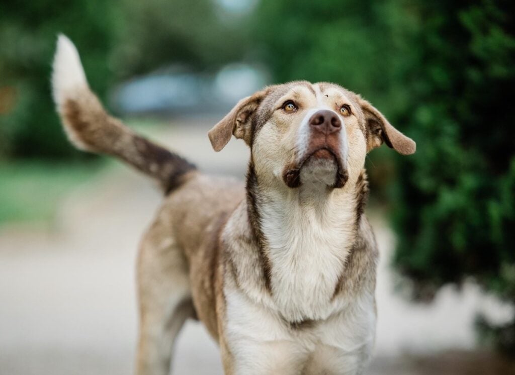 thor-foto-adoptii-caini-sibiu-facbook2-svce
