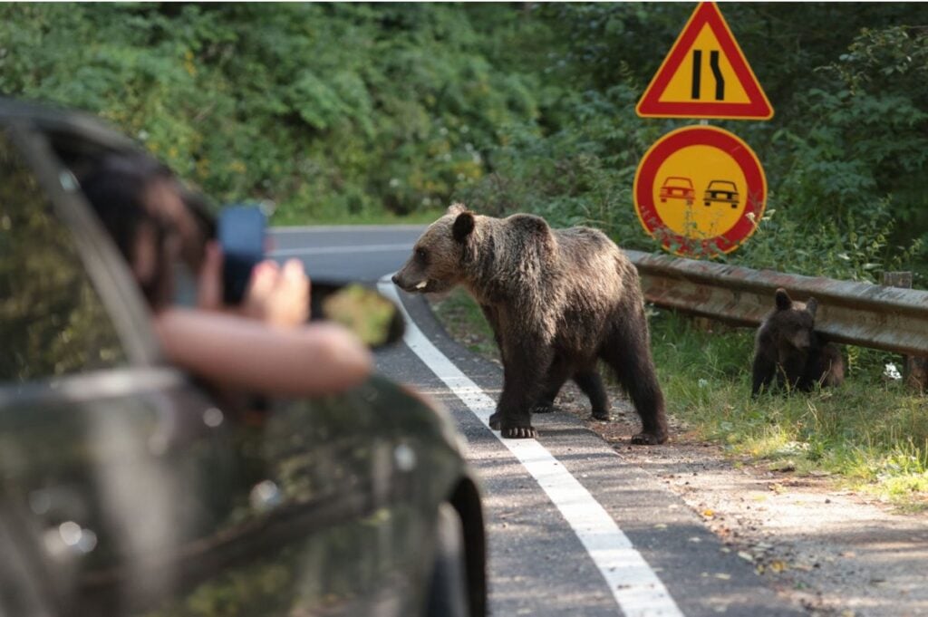 urs-urs-transfagarasan-ursi-foto-garada-de-mediu-arges-6-67mm