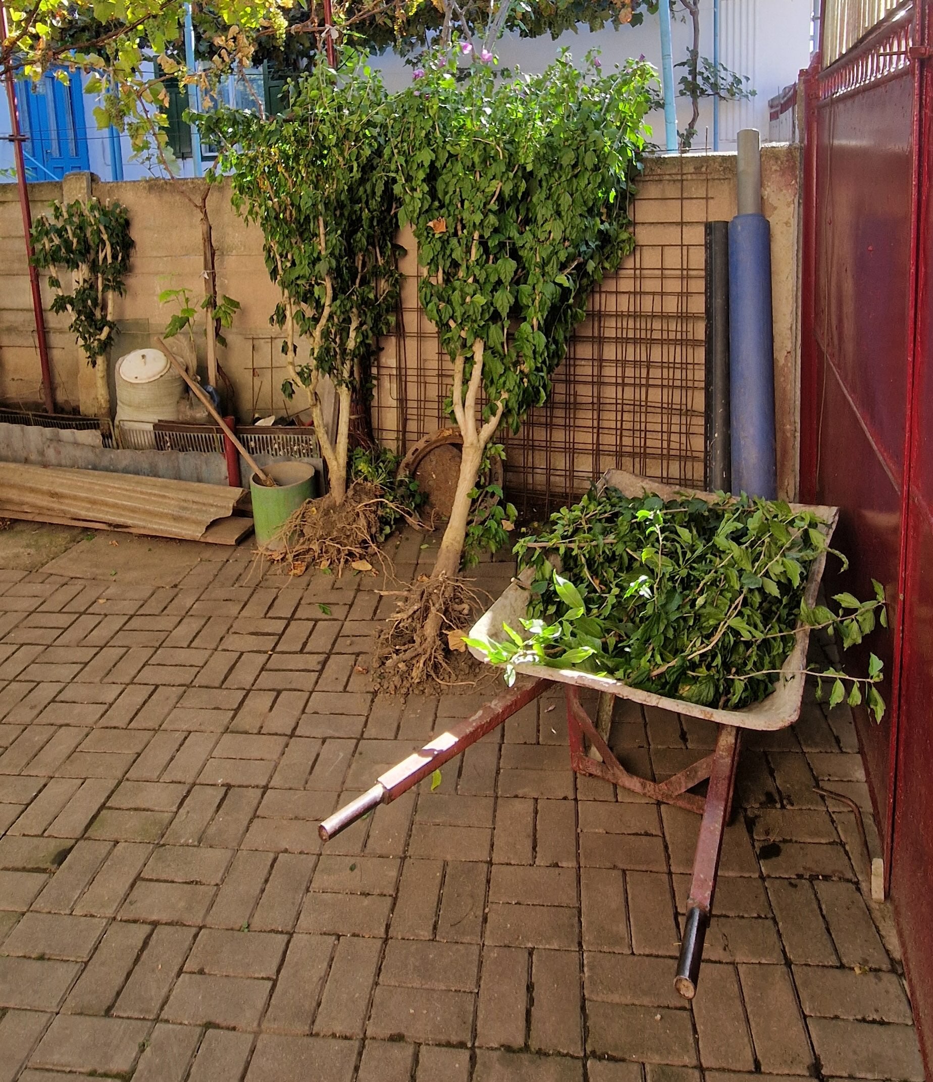 plante in curte