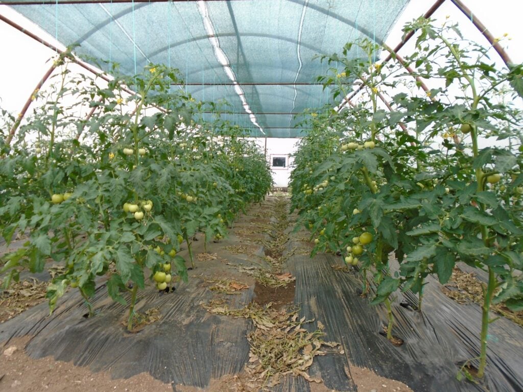 solarii-de-i-nchiriat-5-fsul