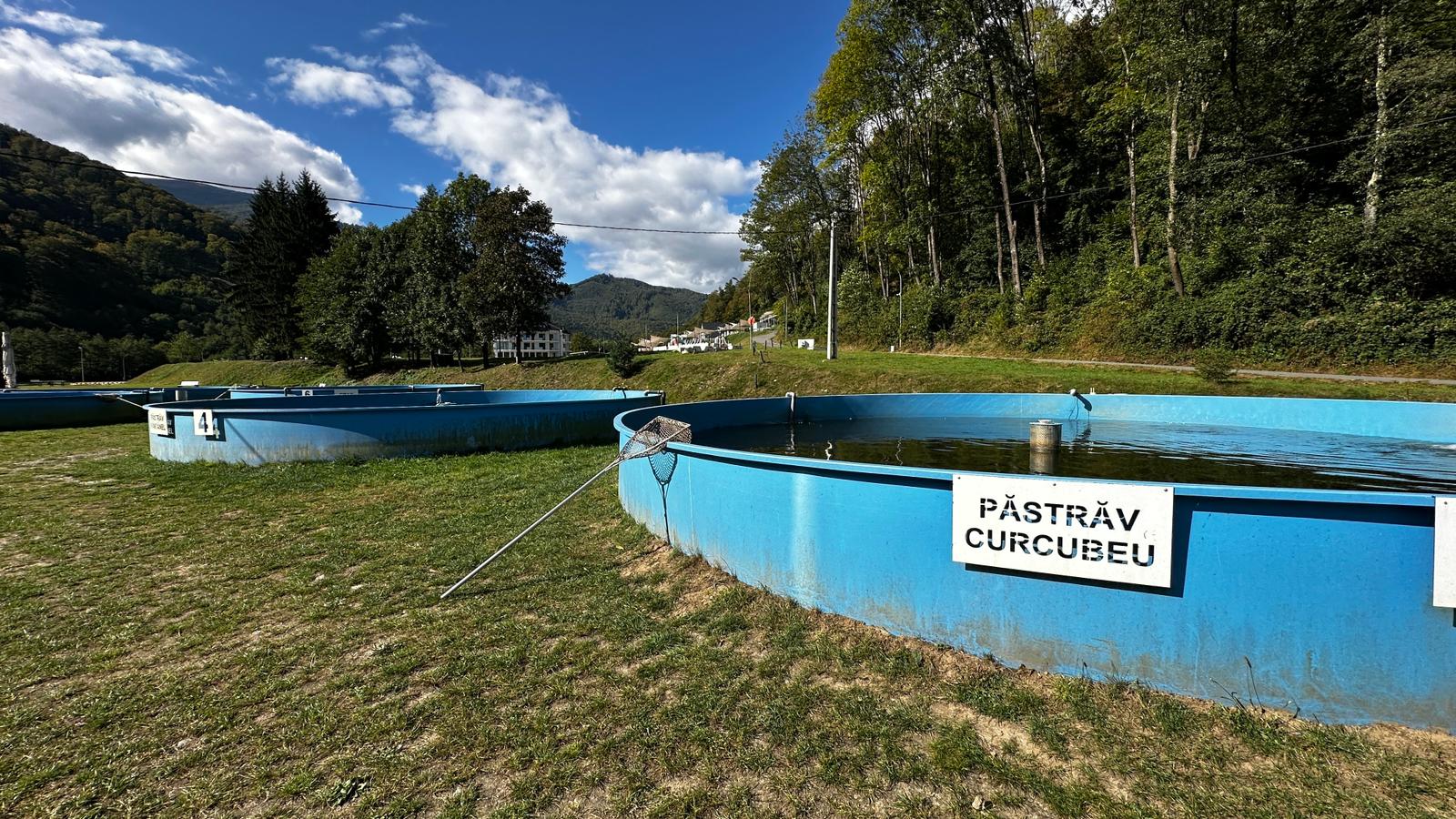 Cum se produce caviarul de Sadu