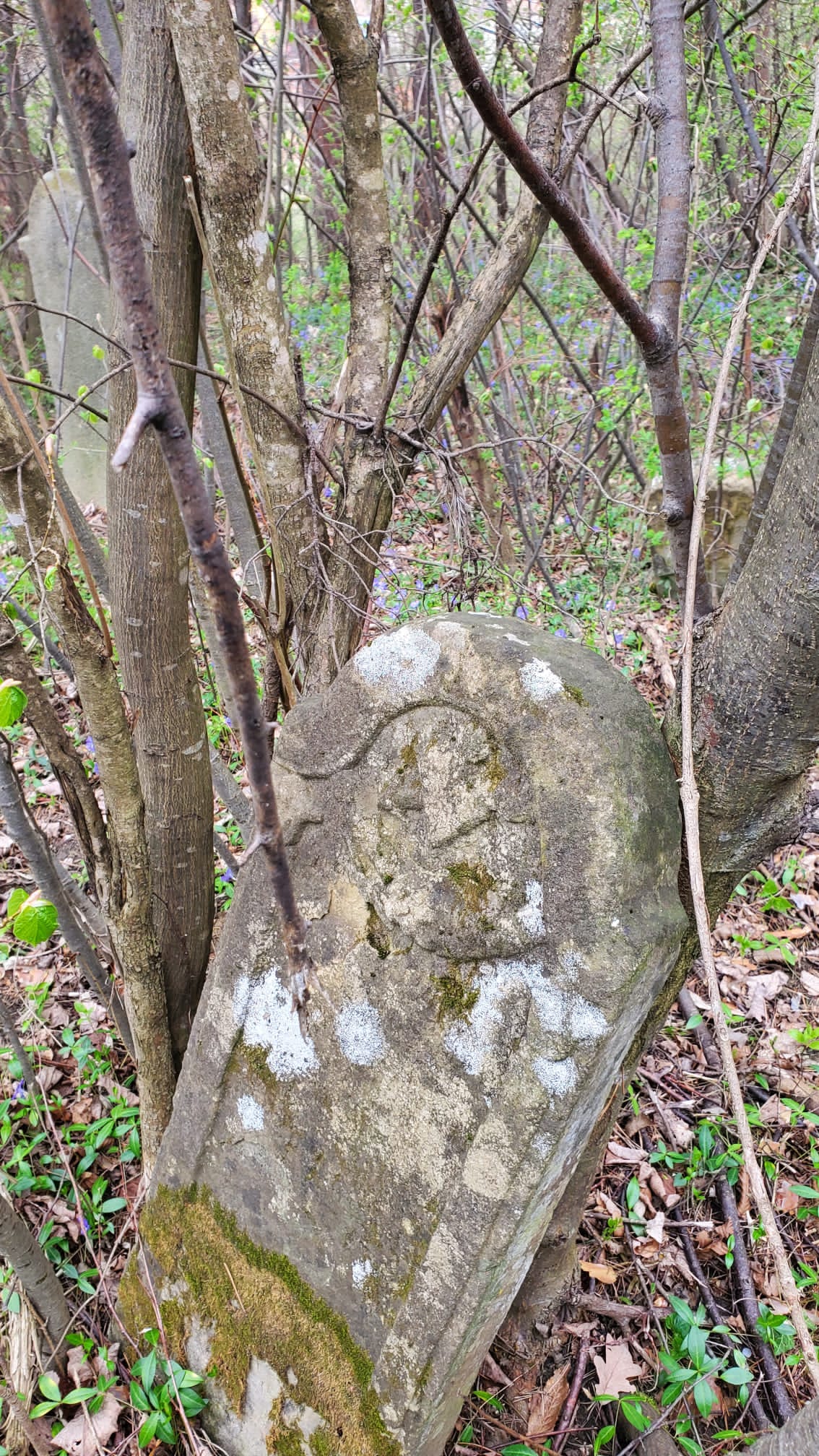 VIDEO - Cimitir în pădure. Zeci de morminte de sute de ani ale sașilor din Richiș stau părăsite printre copaci