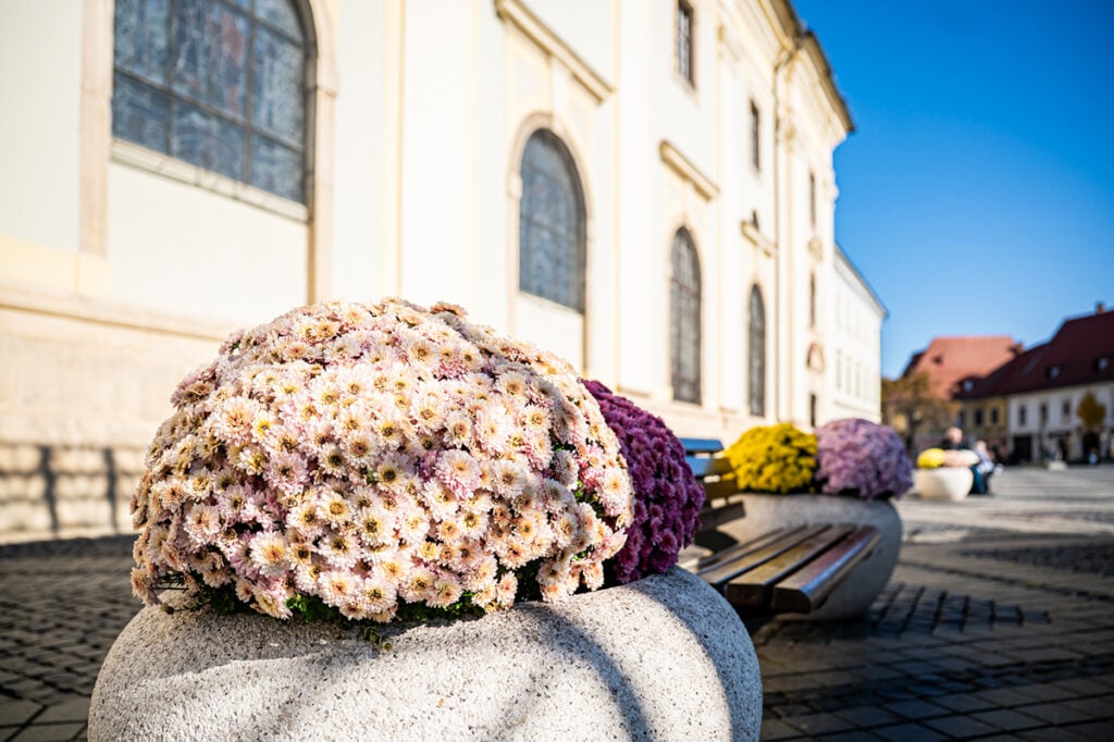 flori-crizanteme-sibiu-toamna-foto-primaria-sibiu-meteo-vremea-4-32jb