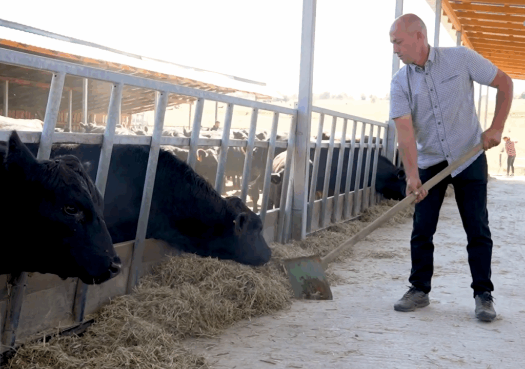 ion-creanga-vaci-hosman-foto-agrointel-fccl