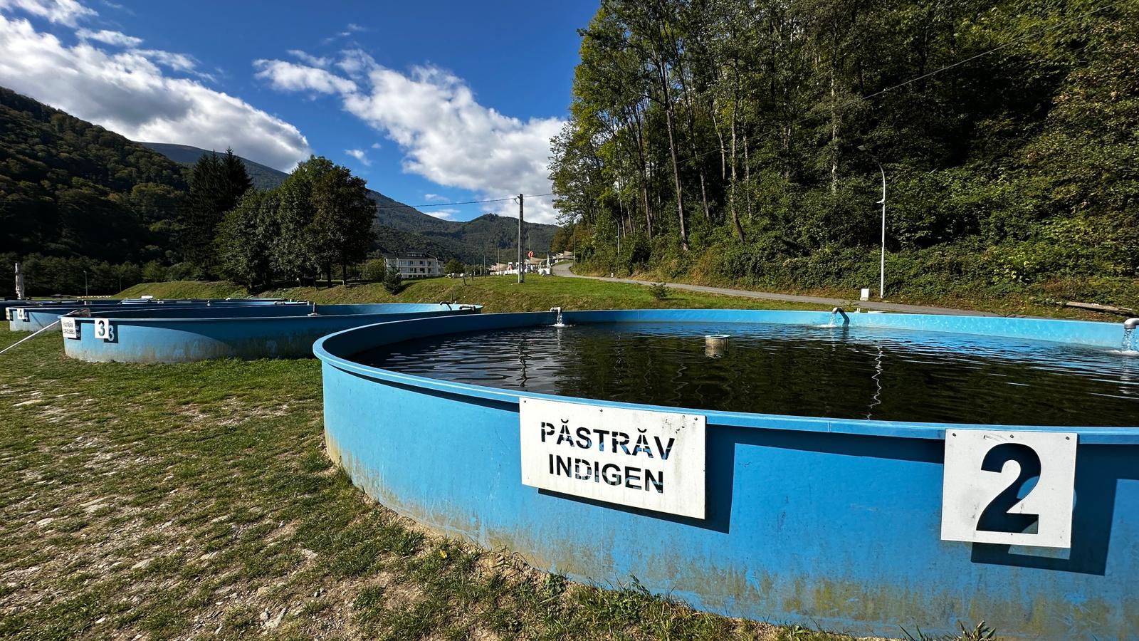 Cum se produce caviarul de Sadu