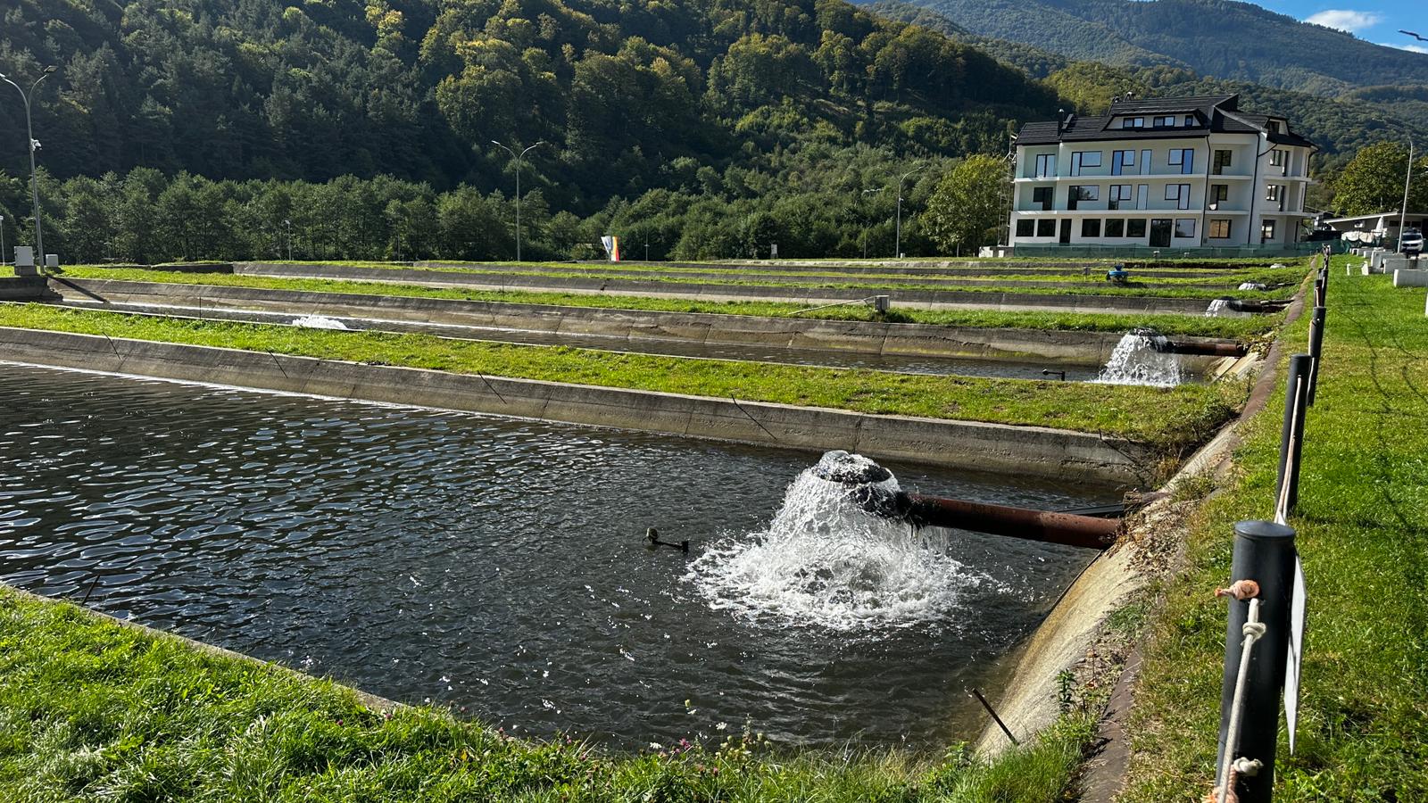 Cum se produce caviarul de Sadu