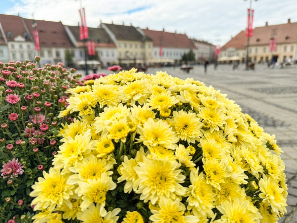 sibiu-flori-toamna-meteo-vreme-piata-mare-3-bqtv
