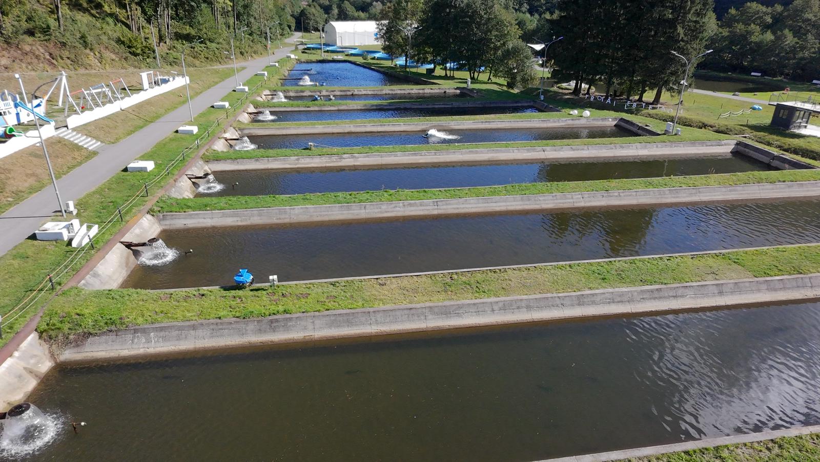 Cum se produce caviarul de Sadu