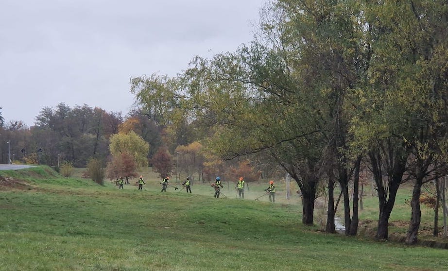 cosire-iarba-parc-rwiy