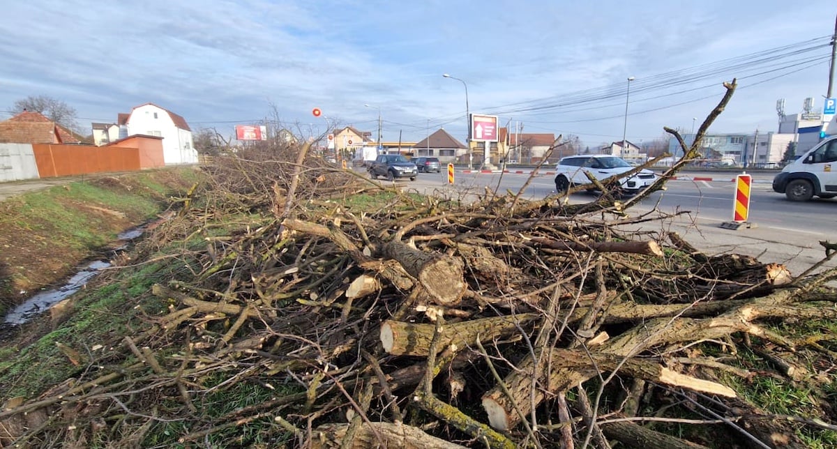 Copacii de la intrarea în Sibiu dinspre Mediaș, tăiați pentru lărgirea Căii Șurii Mari. „Toți au fost marcați, în prealabil, de către Direcția Silvică”