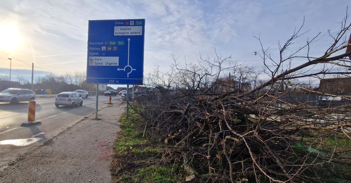 Copacii de la intrarea în Sibiu dinspre Mediaș, tăiați pentru lărgirea Căii Șurii Mari. „Toți au fost marcați, în prealabil, de către Direcția Silvică”