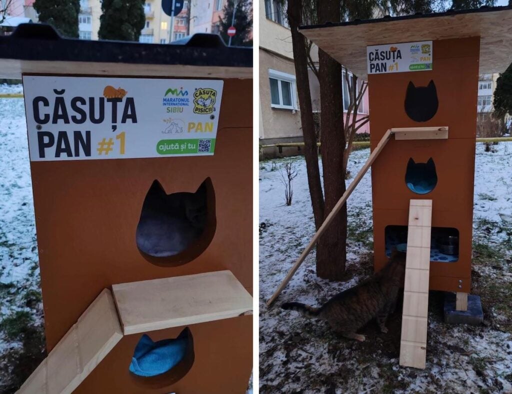 asociatia-pan-causte-pisici-comunitare-ioys