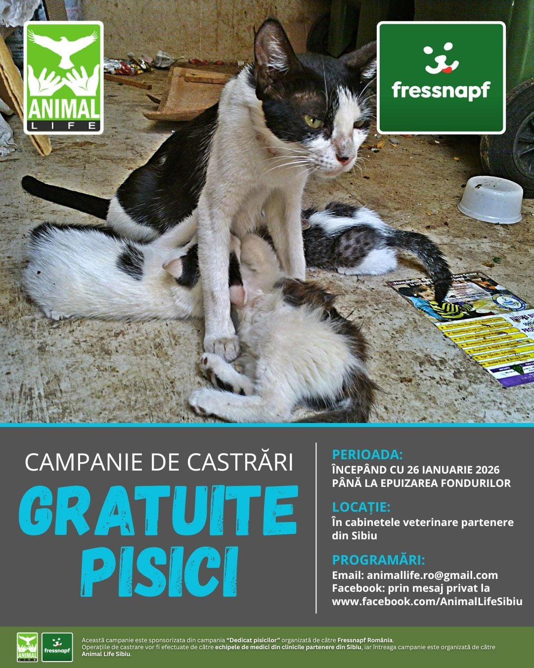 Animal Life Sibiu începe luni o nouă campanie de sterilizări gratuite pentru pisici. Se adresează locuitorilor din județ care dețin pisici de rasă comună