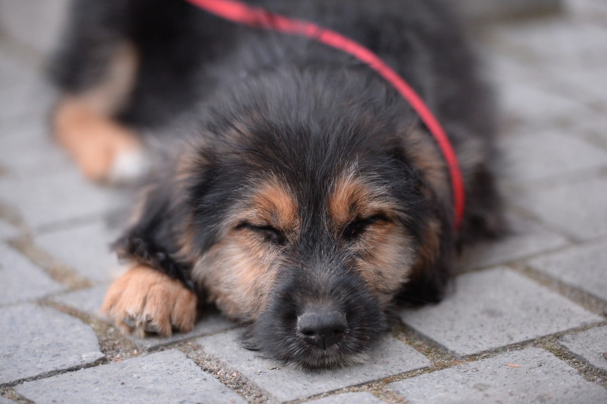 Animal Life anunță o nouă campanie de sterilizări gratuite/Foto: Animal Life Sibiu