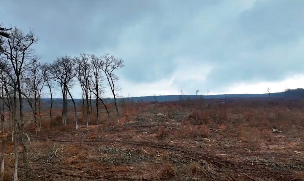 padure taiata toamna podisul hartinaciului