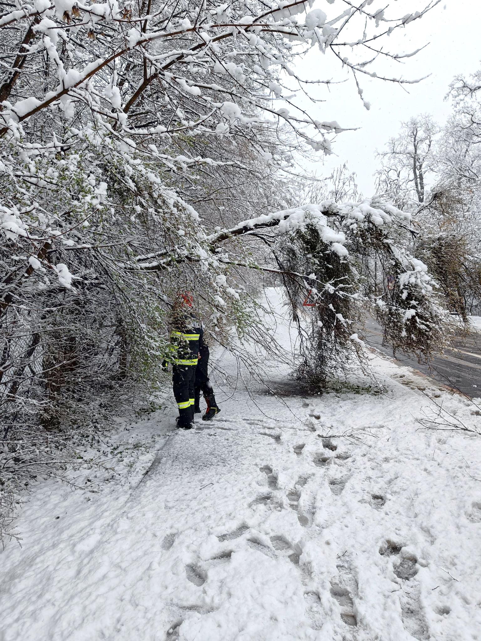 zapada-copaci-cazuti-foto-isu-2-xyzg
