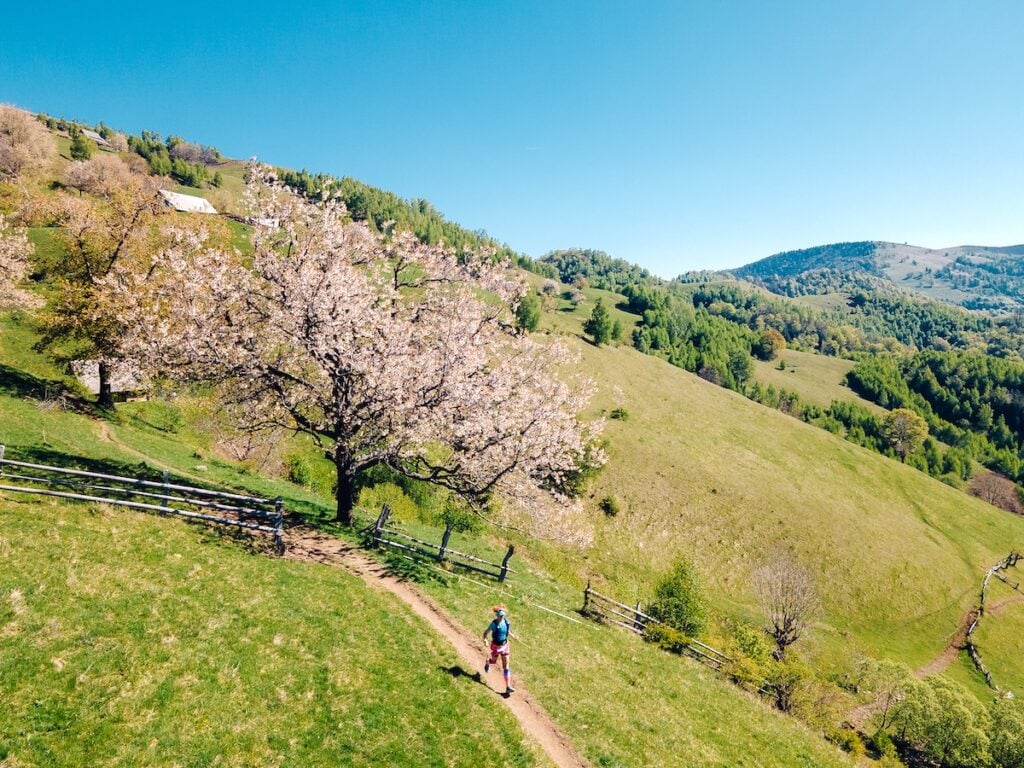 alegatoare copac inflorit soare