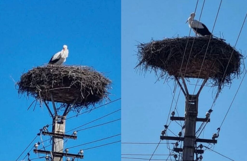 Primele berze s-au întors la Cristian/Foto: Colaj Turnul Sfatului