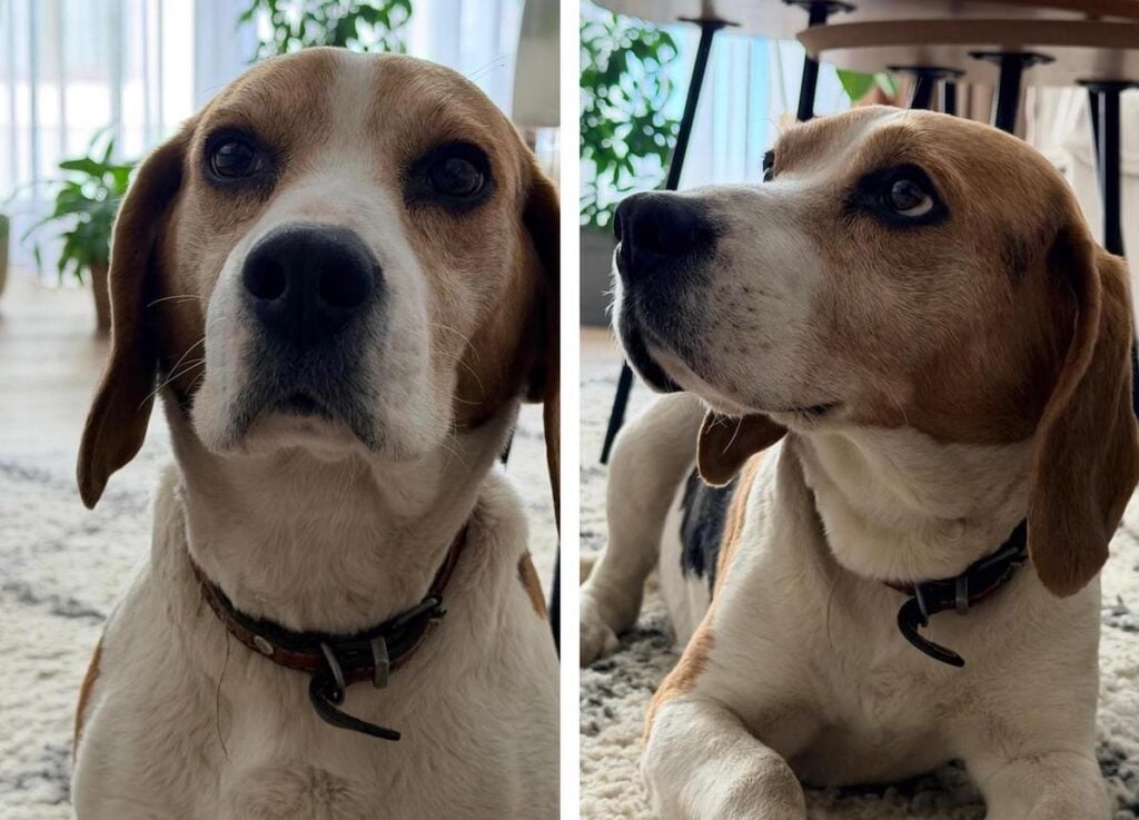 Cățelușa se află acum în grija lui Mihail Vass/Foto: Colaj turnulsfatului.ro