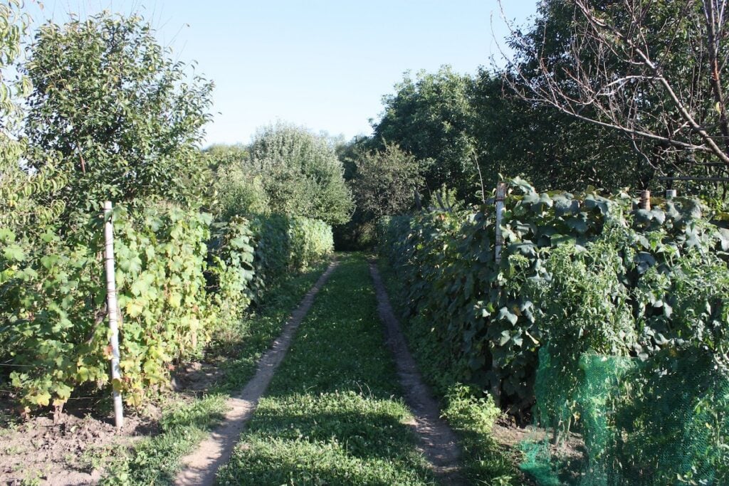 gradina inchiriere lunca sevisului2