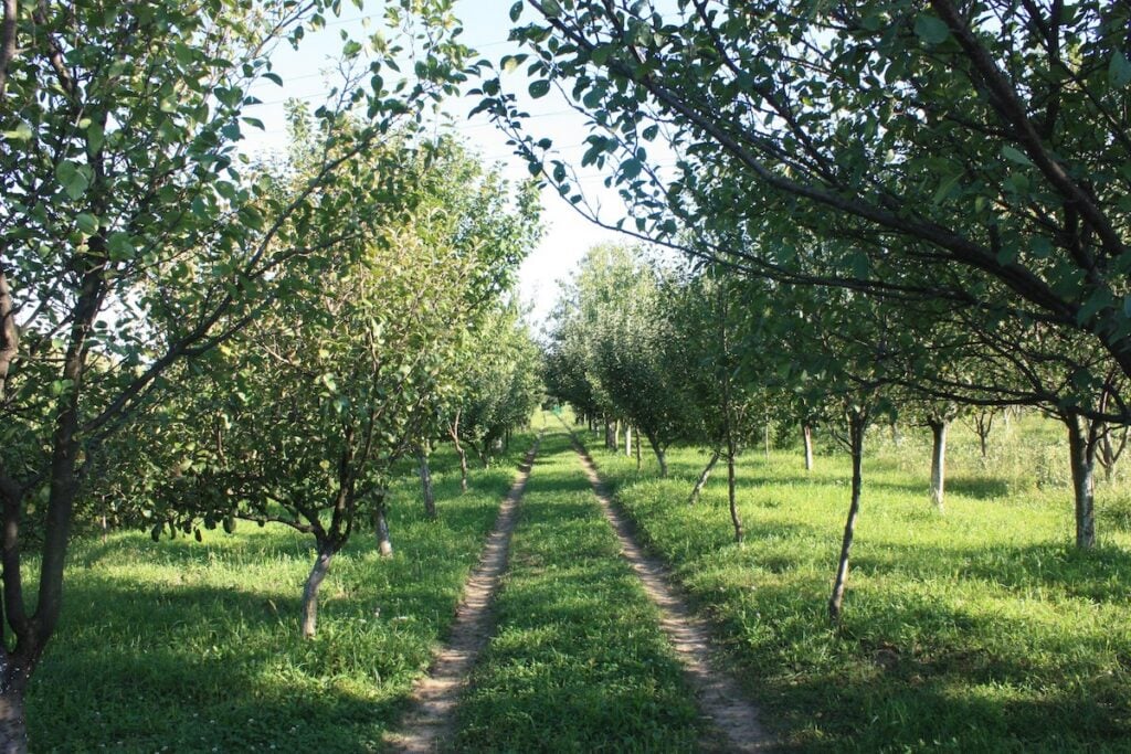 gradina inchiriere lunca sevisului3